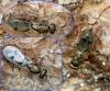 Rhopalicus tutela